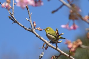 20170302サクラ　カワヅザクラ (河津桜) (3)